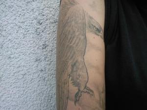 Aigle