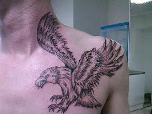 aigle sur sa proie