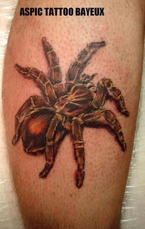 araignée