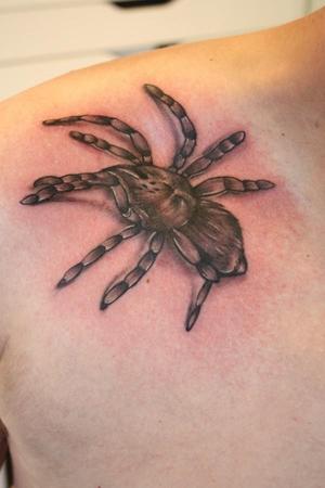 araignée