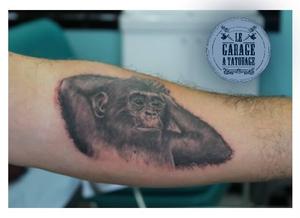 Photo de bonobo, tattoo, animaux