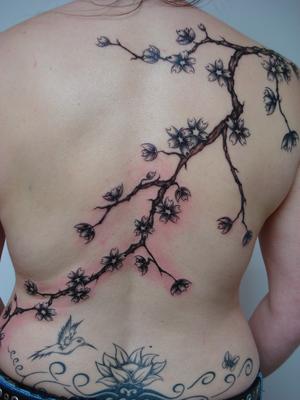 brache et fleur de cerisier