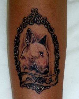 bull terrier
