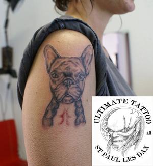bulldog francais