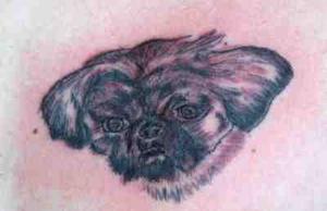 chien