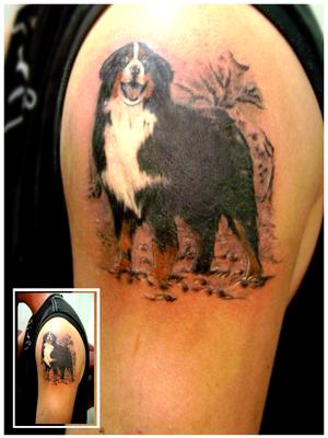 Chien Bouvier Bernois