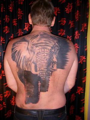 Eléphant d' Afrique