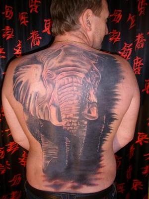 Eléphant d' Afrique