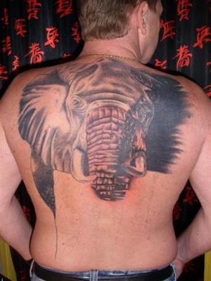 Eléphant d' Afrique