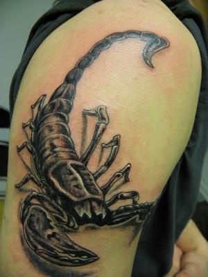 Gros scorpion
