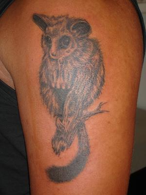 Photo de lémurien sur sa branche, animaux, tatouage réalisé par Bodygraphic