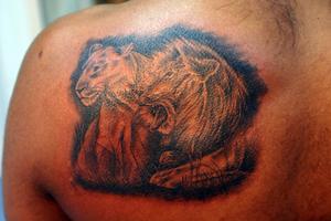 Photo de lion et lionne réalistes, lion, animaux réalisé par Bodygraphic