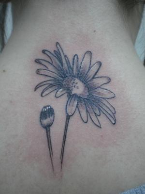 marguerite noire et blanche