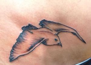mouette