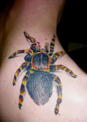 Mygale jaune et rouge