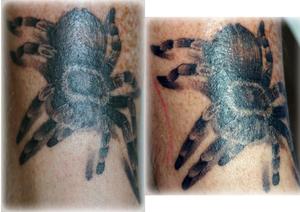 mygale réaliste