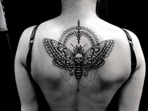 papillon de nuit
