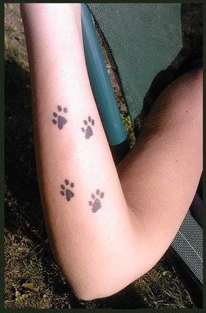 pattes de chat