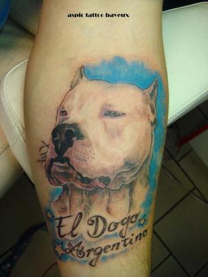 pitbull tête de chien