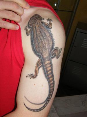 pogona