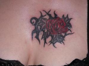 Photo de Rose, fleur, rose