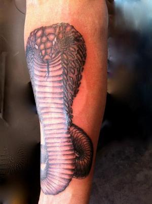 serpent cobra royal