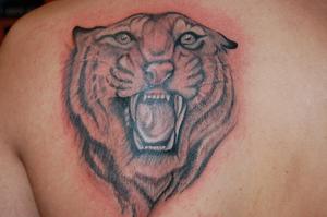 tête de tigre
