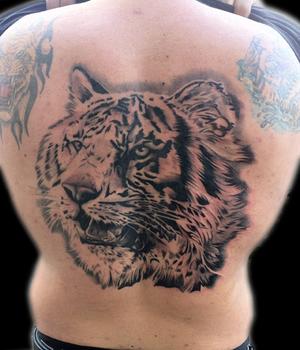 Tigre