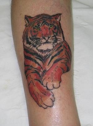 Tigre