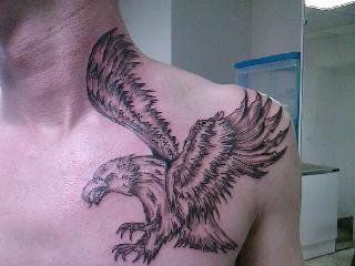 aigle sur sa proie