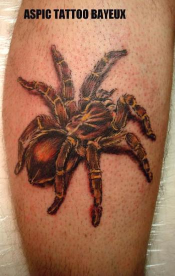 Photo de araignée, insecte, migale réalisé par Aspic  Tattoo