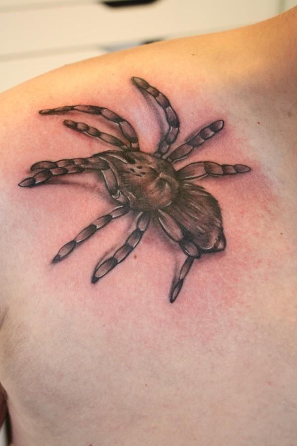 araignée