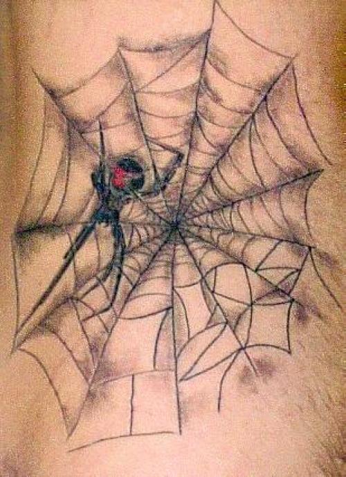 Photo de Araignnée dans sa toile, insecte, réaliste