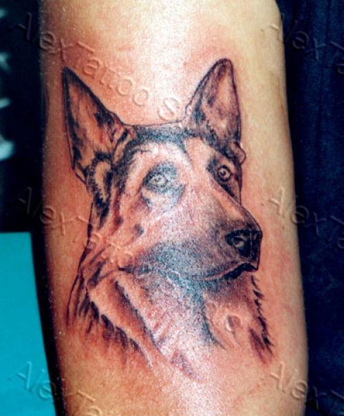 Photo de Berger allemand, chien, berger allemand réalisé par Déco Corps Peau