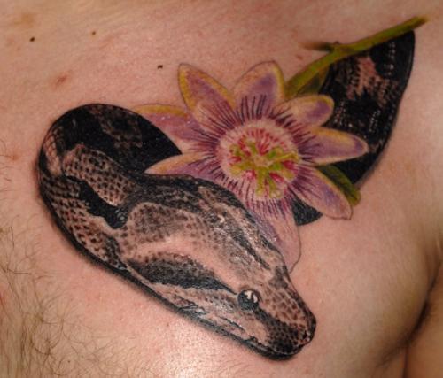 Boa et fleur de la passion