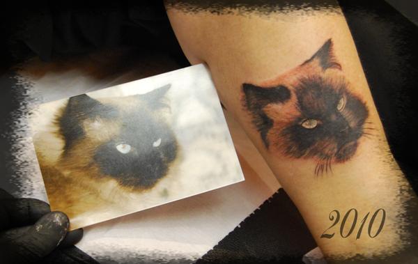 Photo de Chat, chat, animaux réalisé par Siempre Tattoo