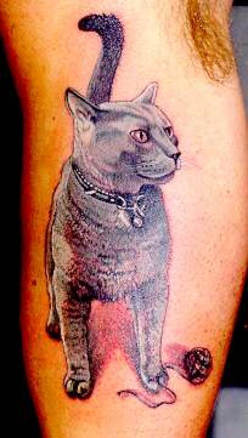 Photo de Chat gris, félin, réaliste