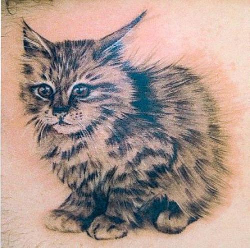 Chat tigré crayon réaliste