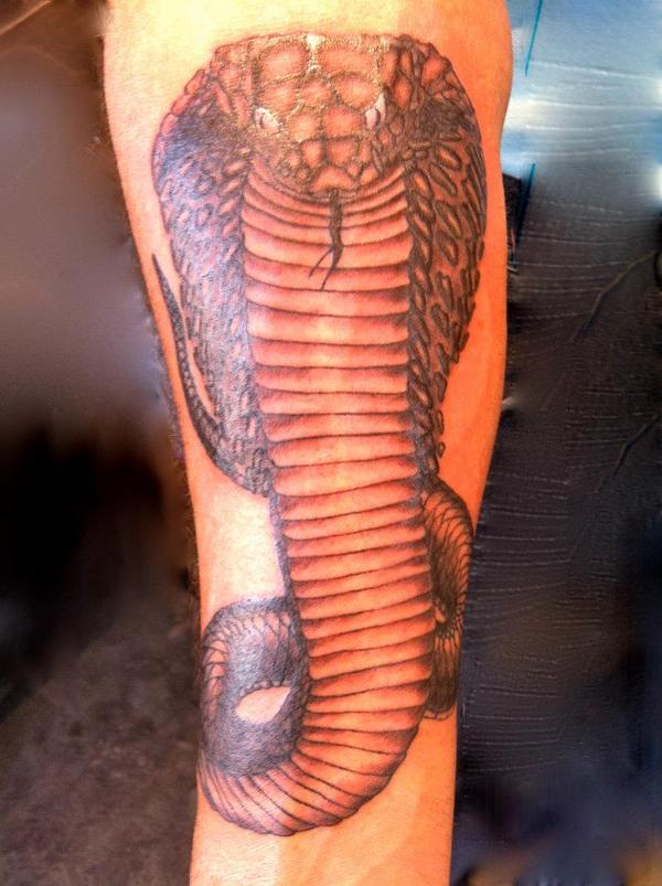 Cobra royal
