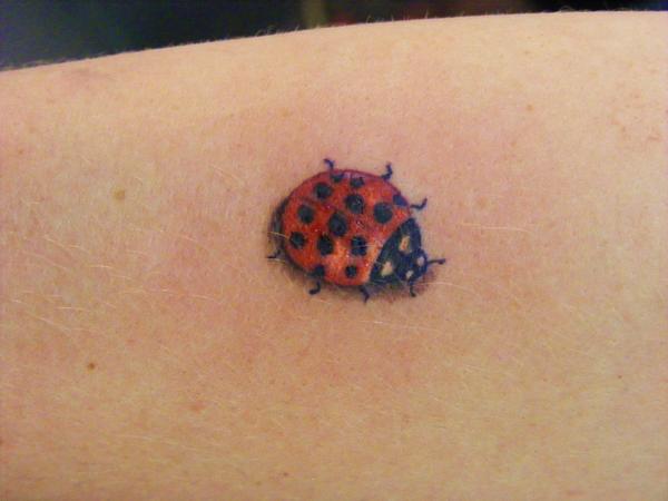 Coccinelle