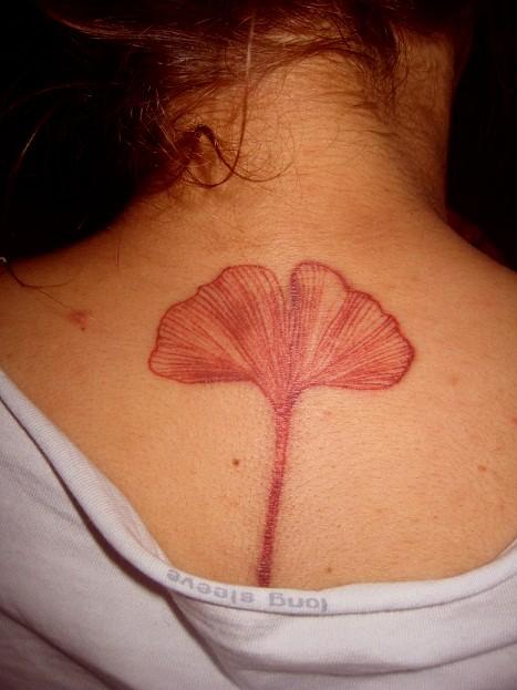 Feuille de ginkgo biloba