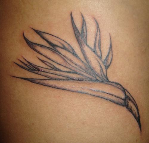 Oiseau du paradis
