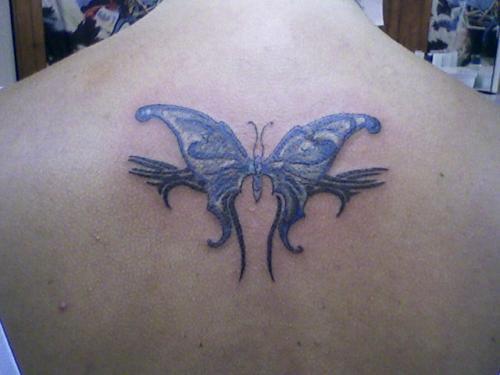 Photo de Papillon tribal, tribal, insecte