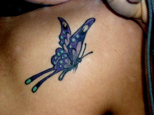 Photo de Papillon violet et bleu, insecte, papillon