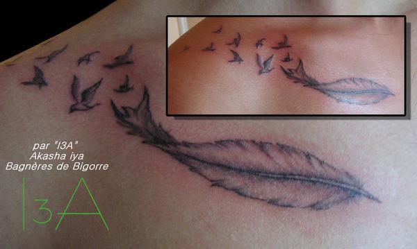 plume et oiseaux