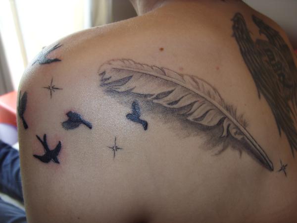plume oiseaux