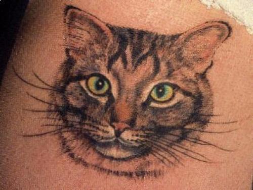 Portrait de chat réaliste