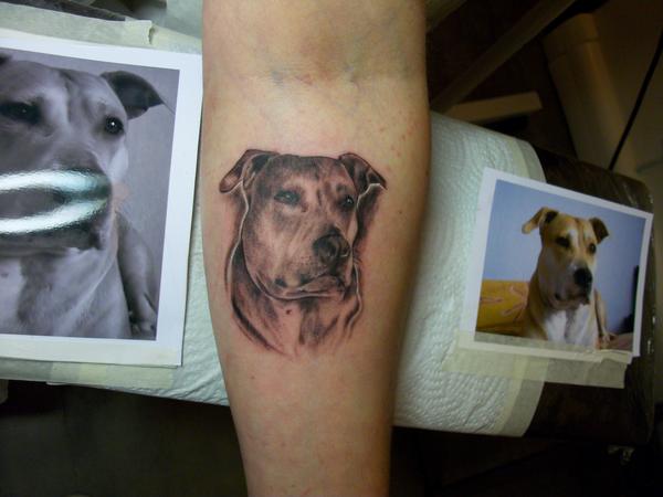 portrait de chien