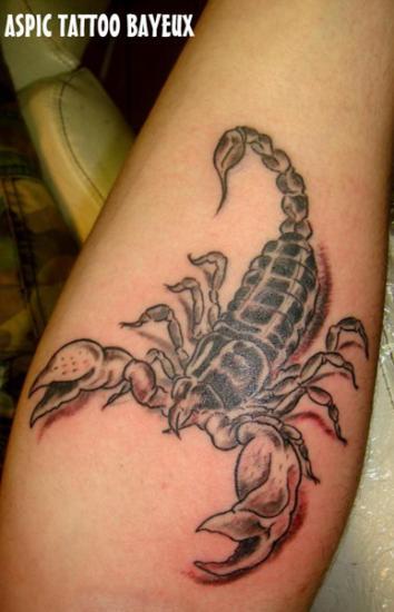 scorpion noir et blanc
