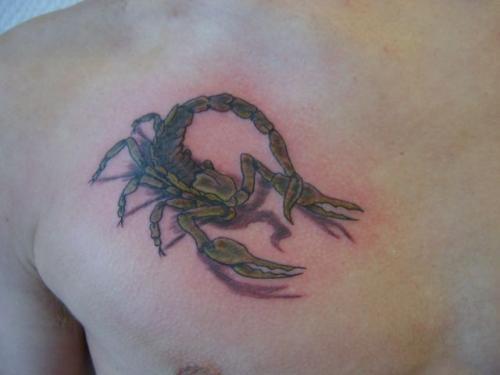 Photo de Scorpion pecto, ombre, réaliste